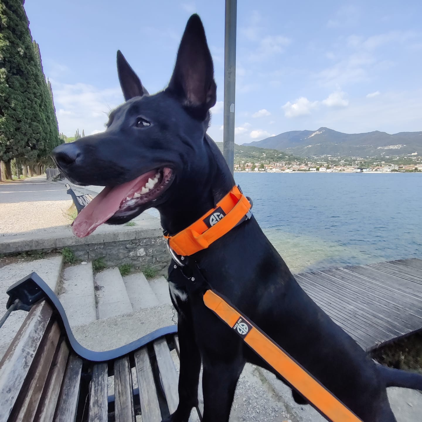 Customer photo review of Collare Crime 5cm