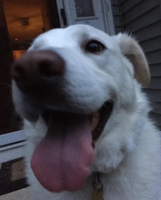 Customer photo review of Pawbooster | Spine & Disc Powder