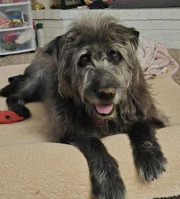 Customer photo review of Pawbooster | Spine & Disc Powder