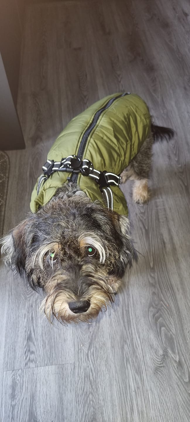 Customer photo review of DoggyKings™ 3 in 1 Jacket