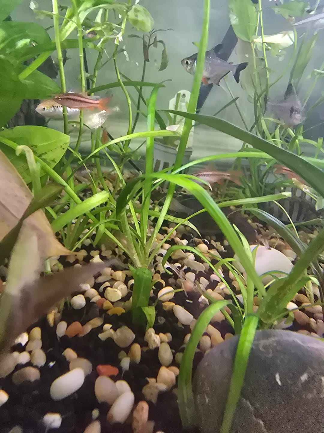 Customer photo review of Dwarf Sag (Sagittaria Subulata)