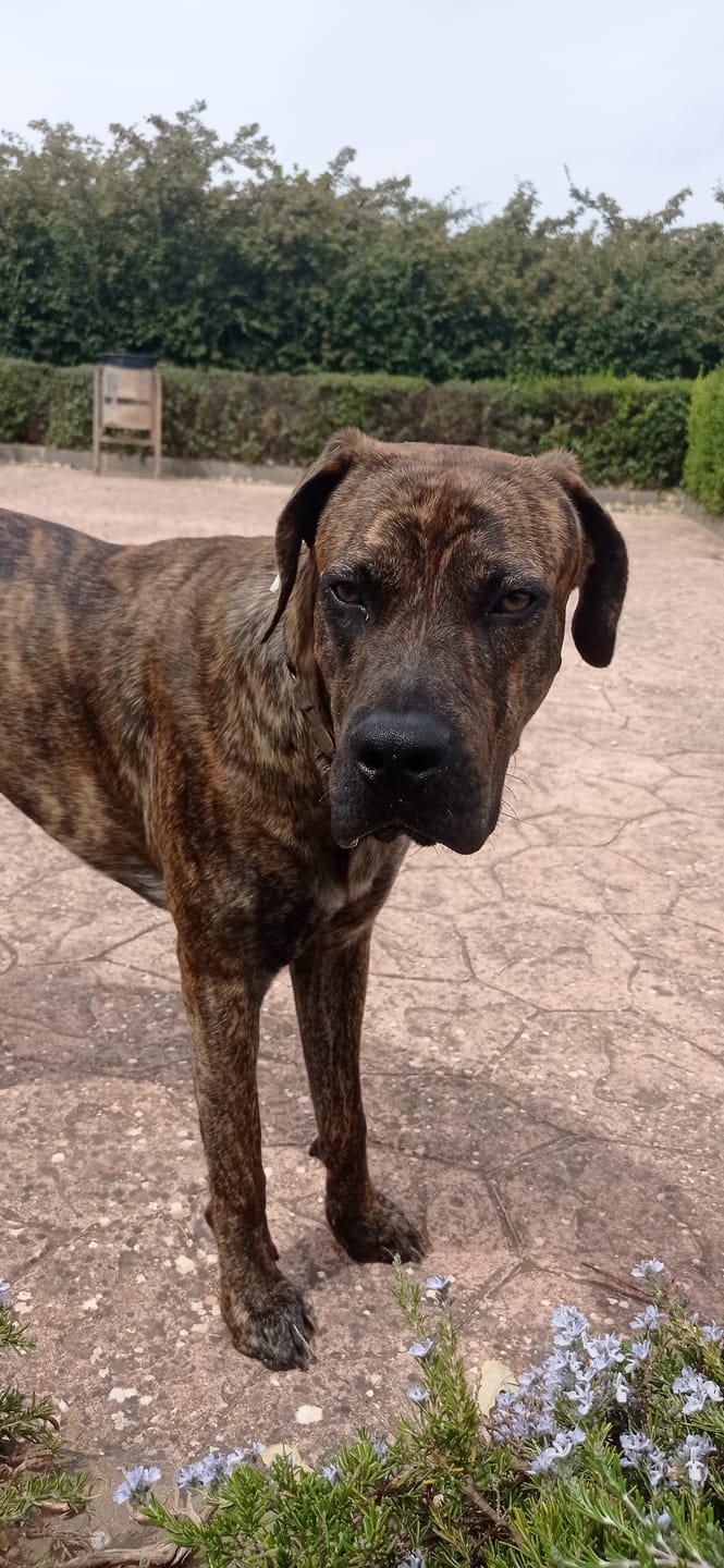 Customer photo review of Grain Free Giant Puppy