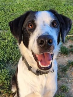 Customer photo review of Pawbooster | Spine & Disc Powder