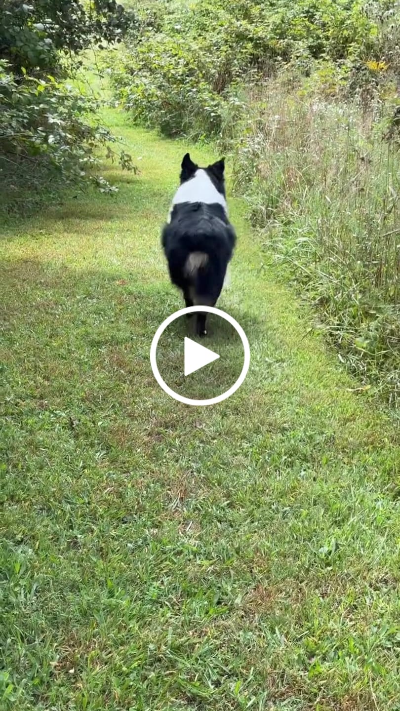 Customer video review of AIR PUP DOG SHOES - SET OF 4