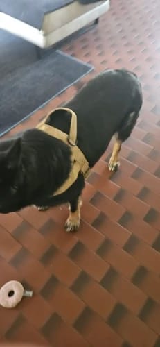 Customer photo review of Harnais anti-traction pour chien - KANINE