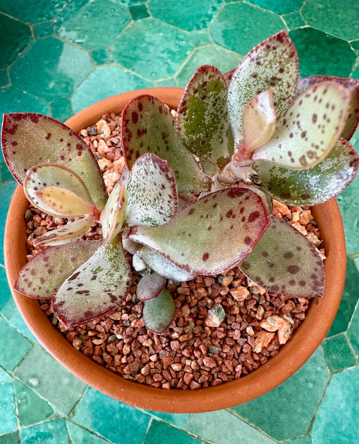 Customer photo review of Adromischus schuldtianus 'Strawberry Cake'