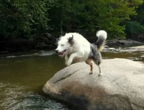 Customer photo review of Pawbooster | Spine & Disc Powder