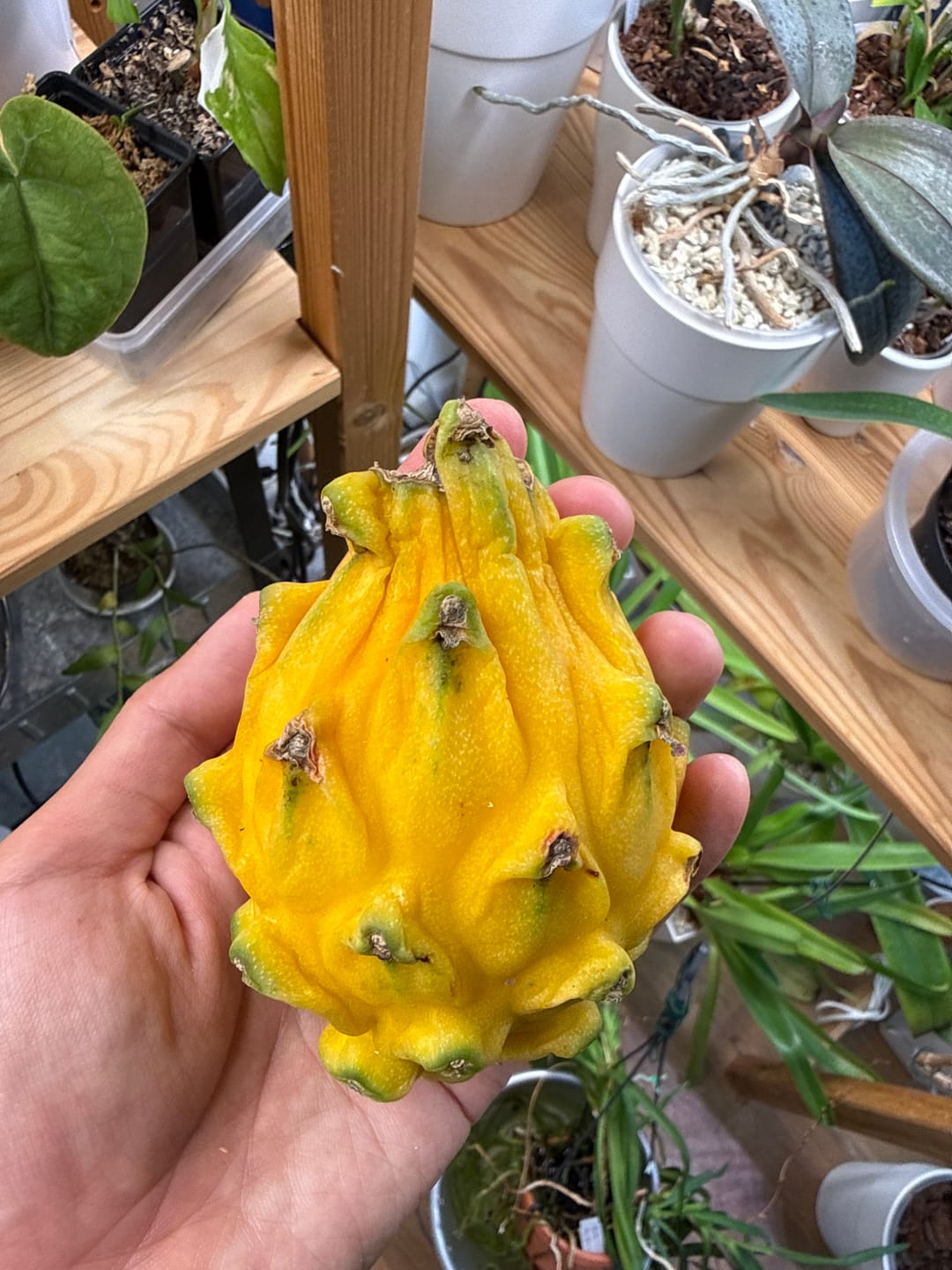 Customer photo review of Goldene Drachenfrucht (Pitaya) Sonderaktion %