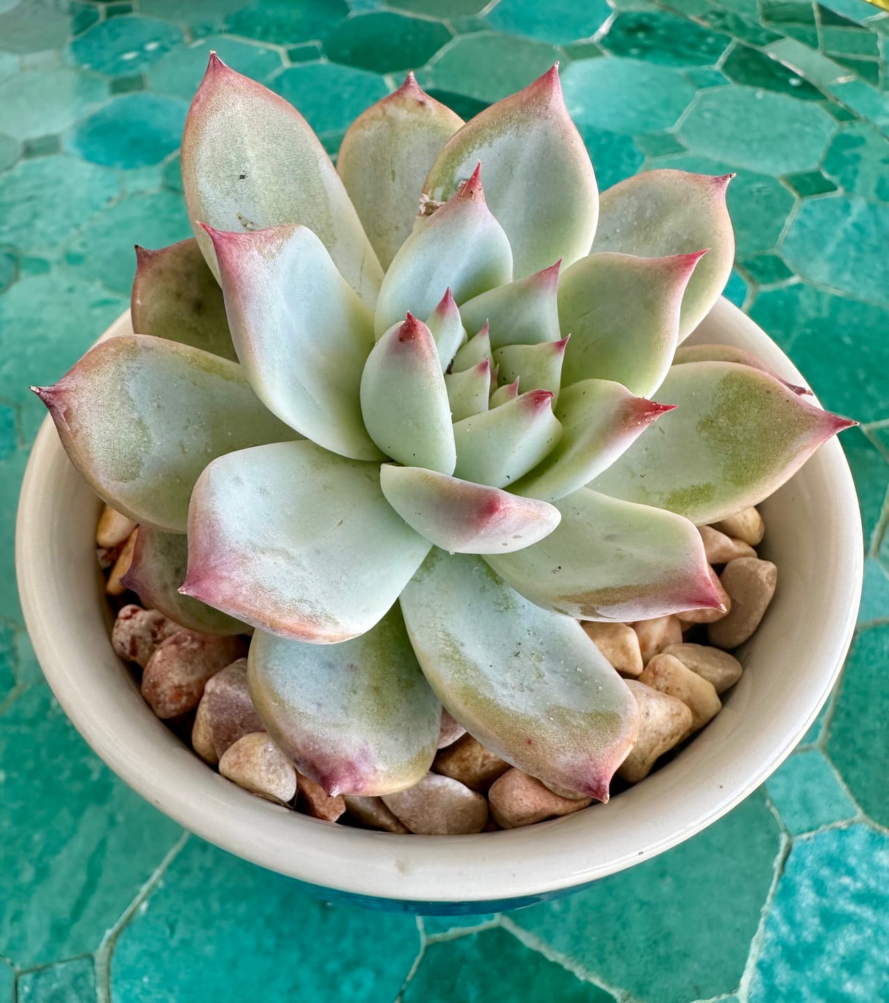 Customer photo review of Echeveria colorata f. lindsayana
