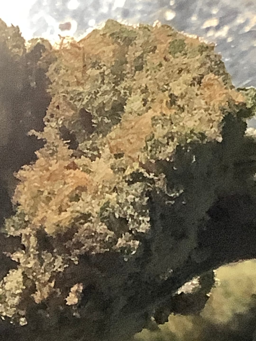 Customer photo review of Light Assist THCA Smalls