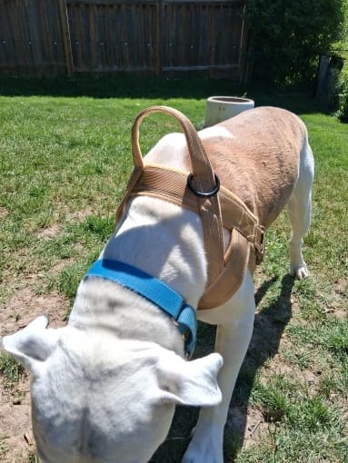 Customer photo review of Harnais anti-traction pour chien - KANINE