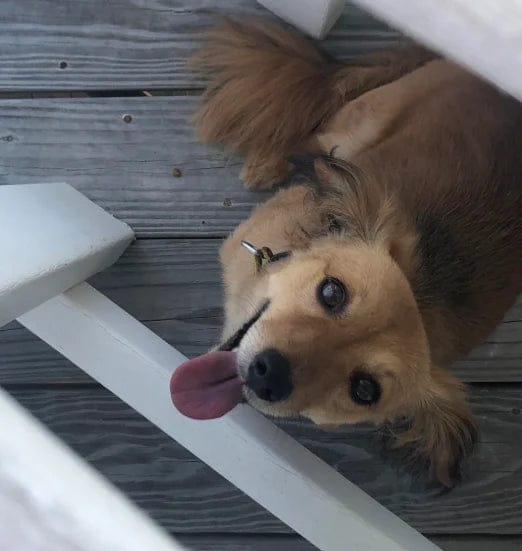 Customer photo review of Pawbooster | Spine & Disc Powder