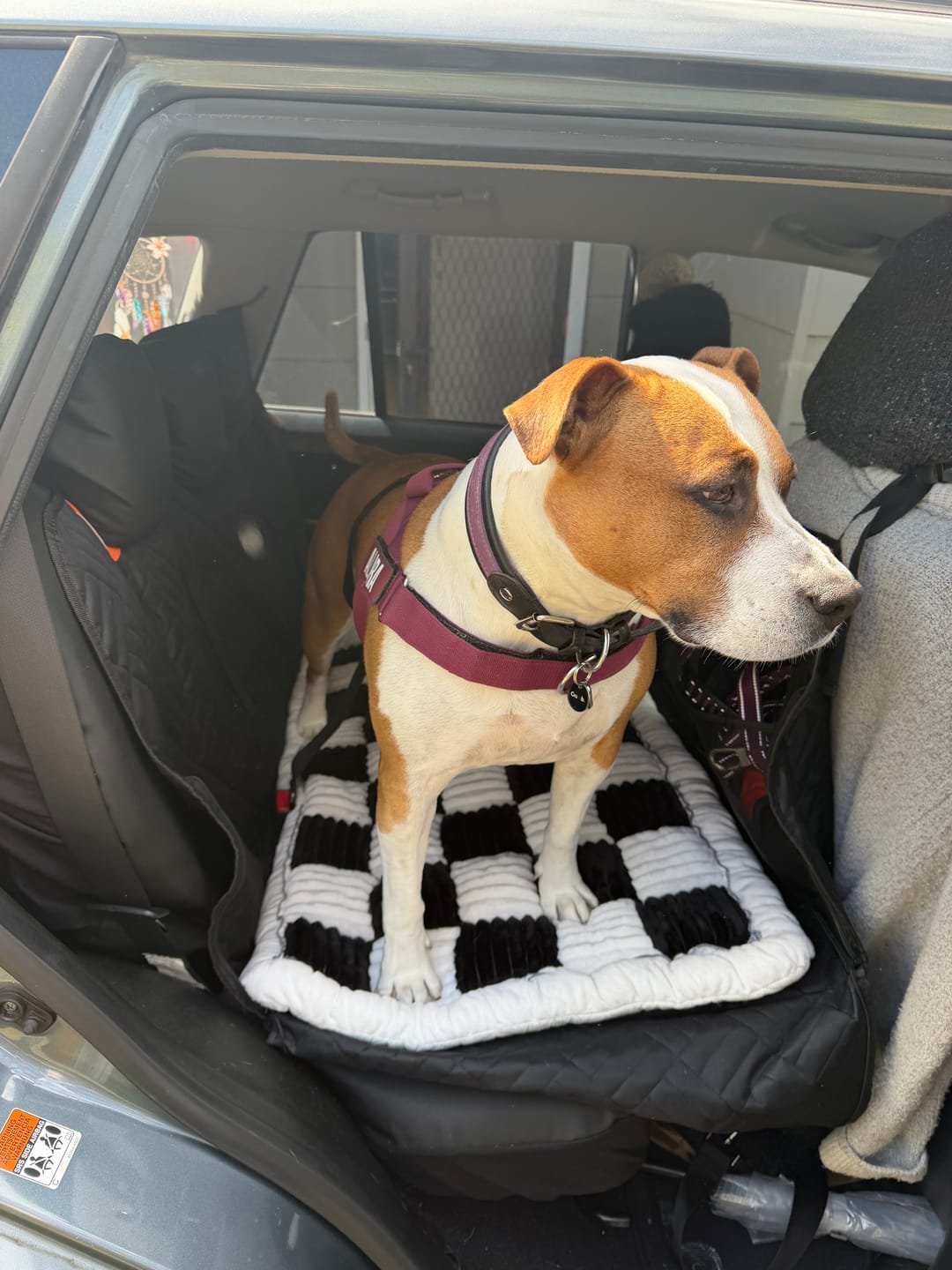 Customer photo review of Companion&Co™ CalmDrive Travel Bundle