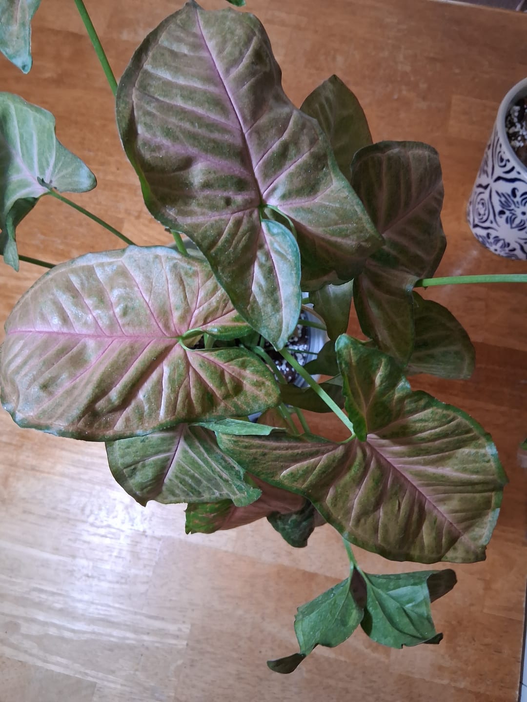 Customer photo review of Syngonium podophyllum 'Regina Red'