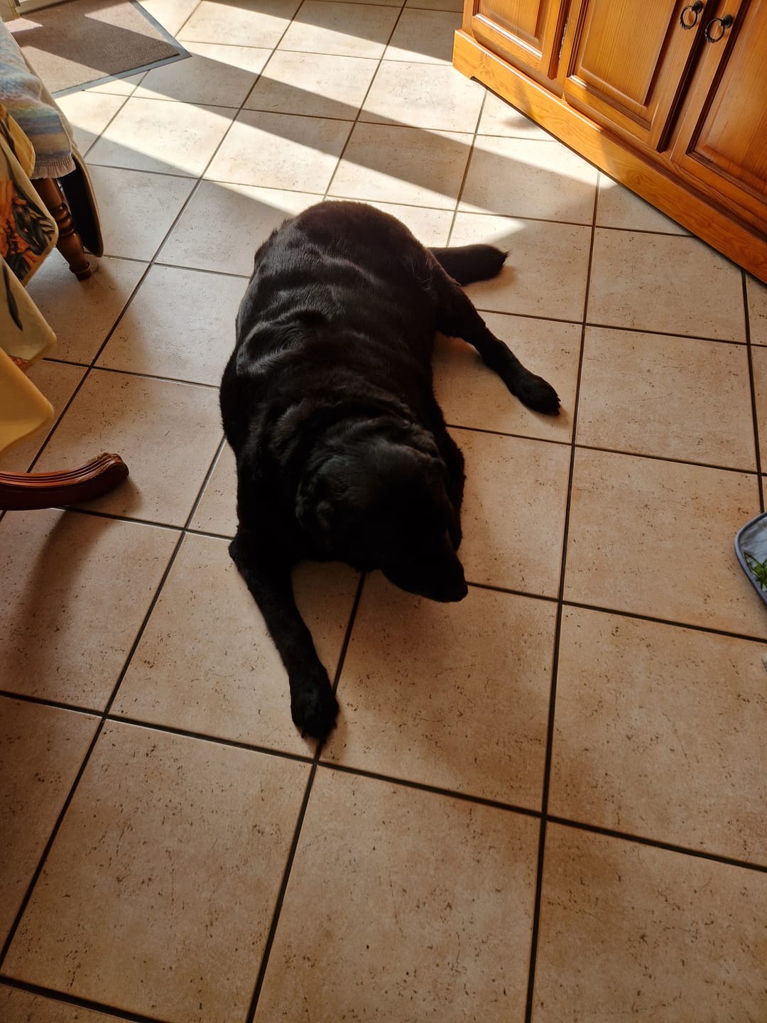Customer photo review of Pâtées diététiques "Obésité" (Chien adulte)