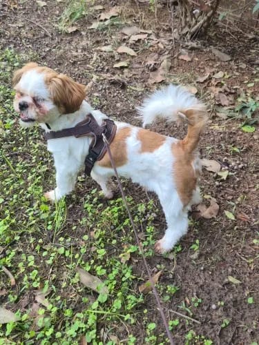 Customer photo review of Dog Harness For Small Dog French Bulldog Pug Pitbull Puppy Pectoral Collar