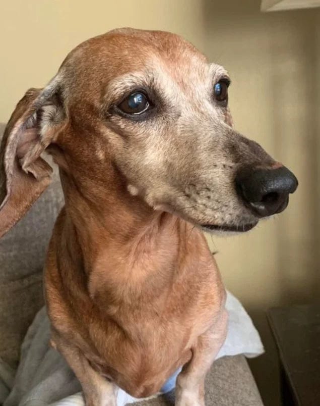 Customer photo review of Pawbooster | Spine & Disc Powder