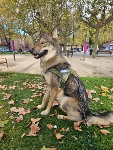 Customer photo review of Harnais anti-traction pour chien - KANINE