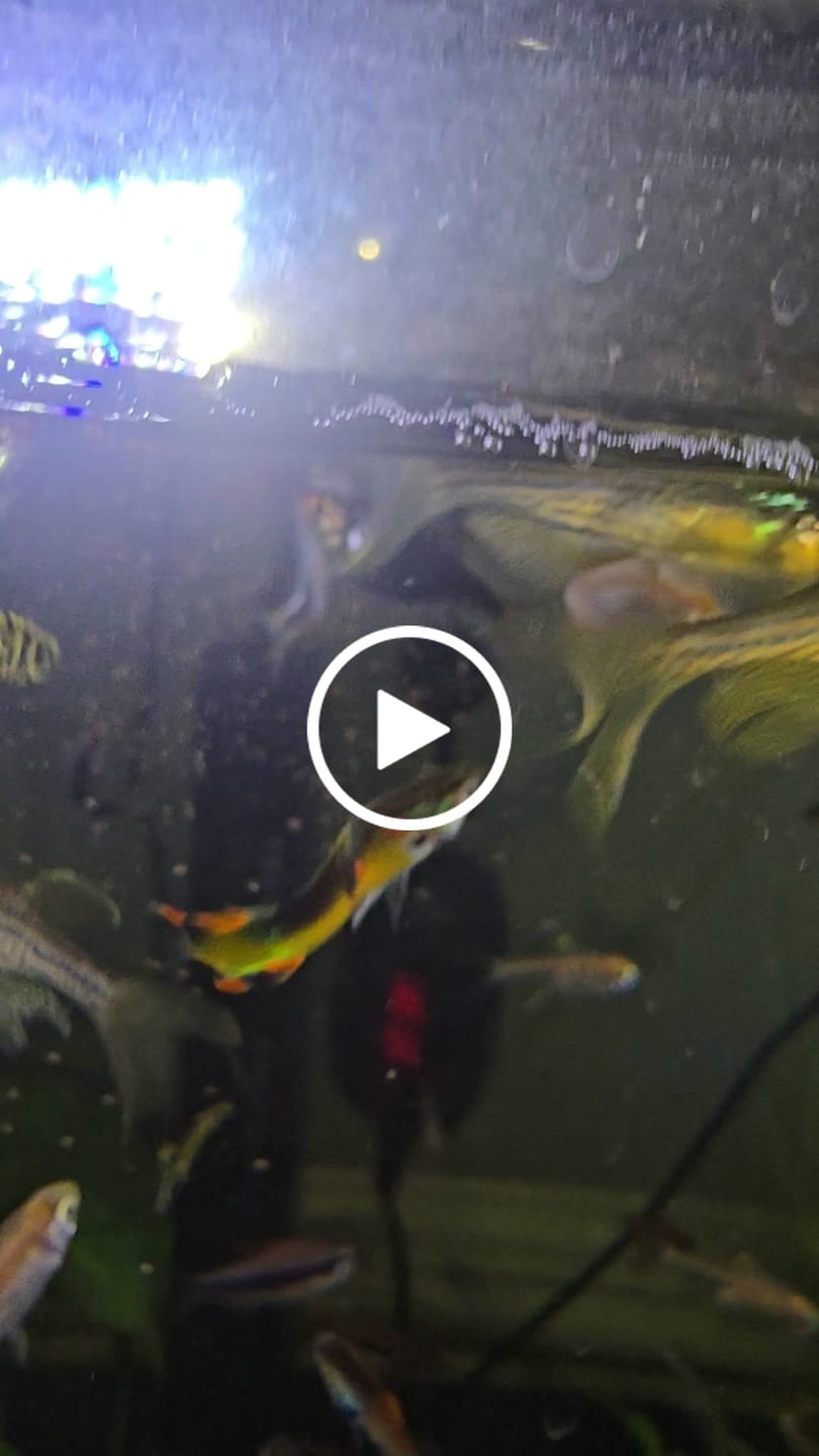 Customer video review of Xtreme Nice Crumbles 0.5 mm Slow Sinking