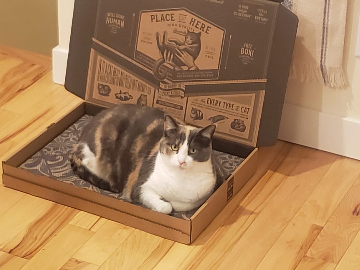 Customer photo review of Mediterranean Tile - Luxury Cat Scratching Board