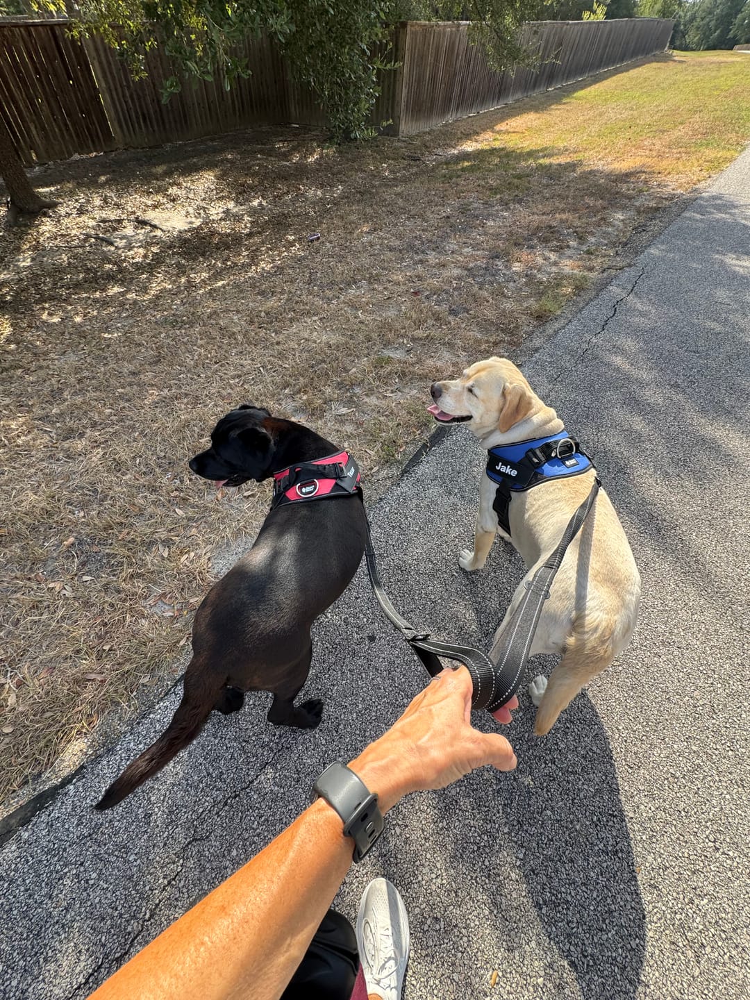 Customer photo review of Bungee Leash