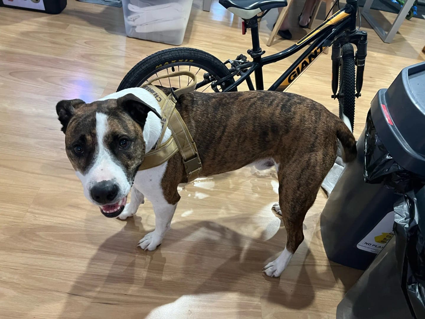 Customer photo review of Harnais anti-traction pour chien - KANINE