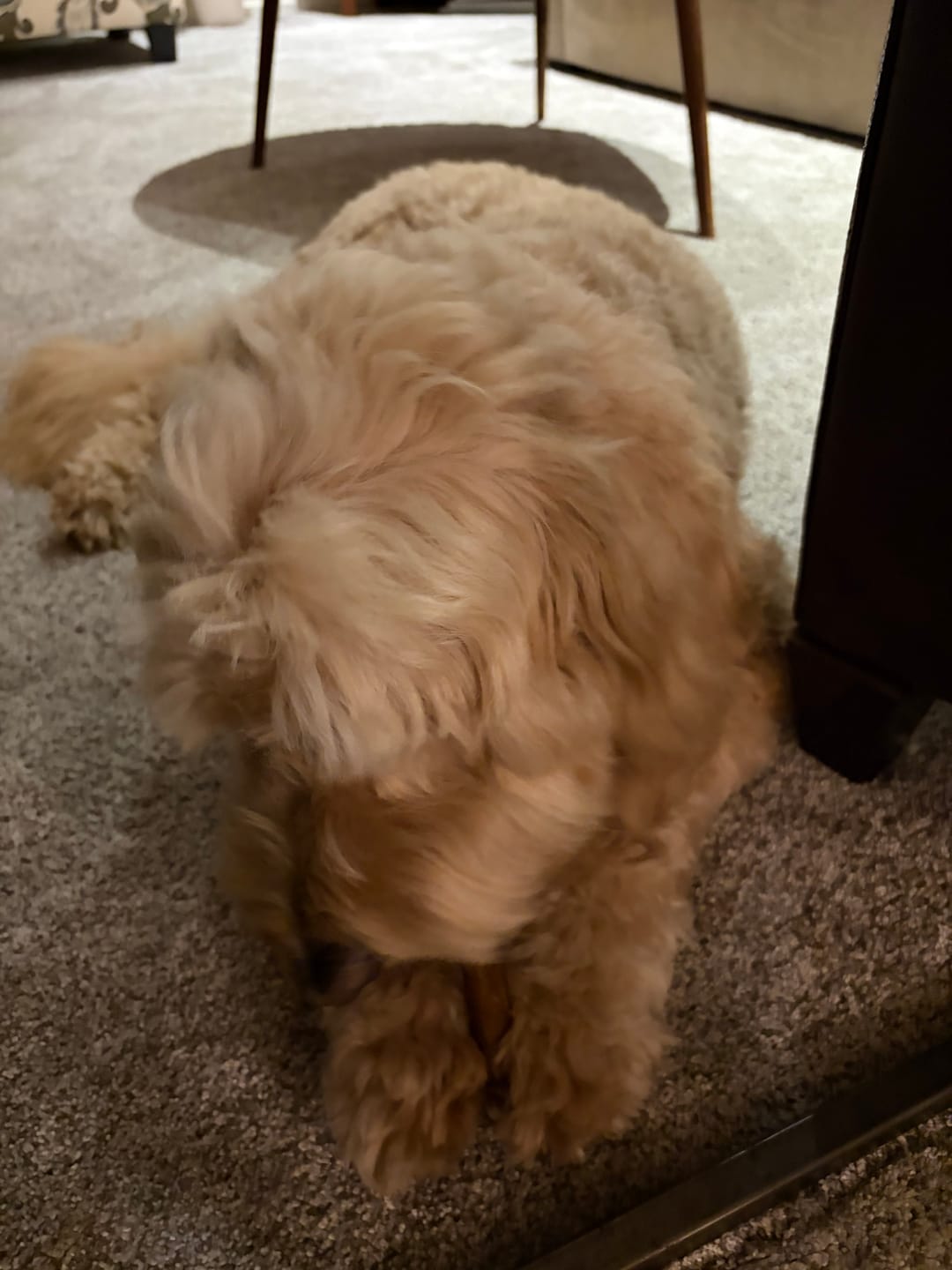 Customer photo review of Wholly Pup Gift Card