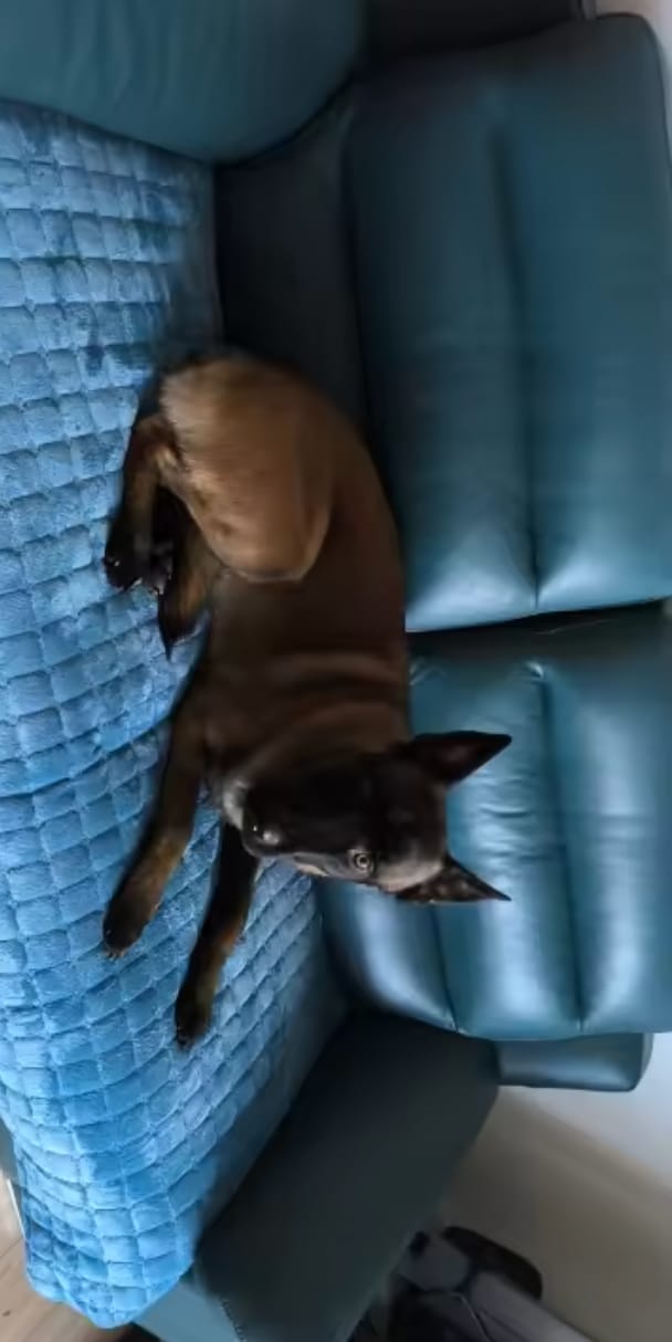 Customer photo review of pawandplush - Couch Cover