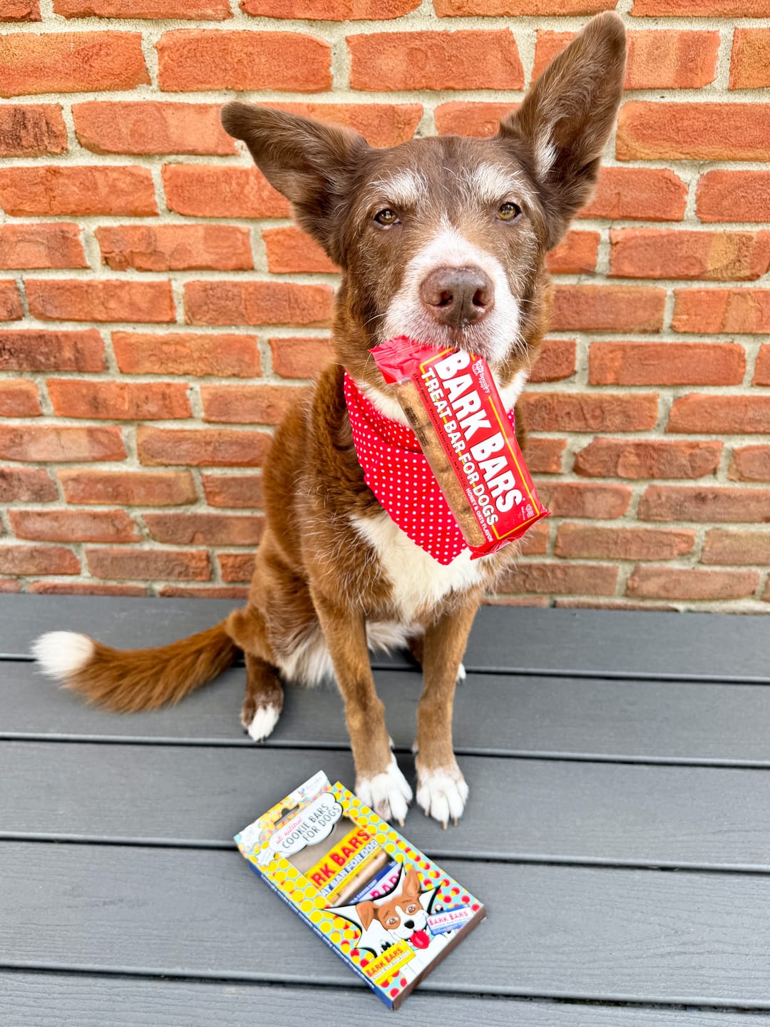 Customer photo review of Bark Bar Cookie Bars