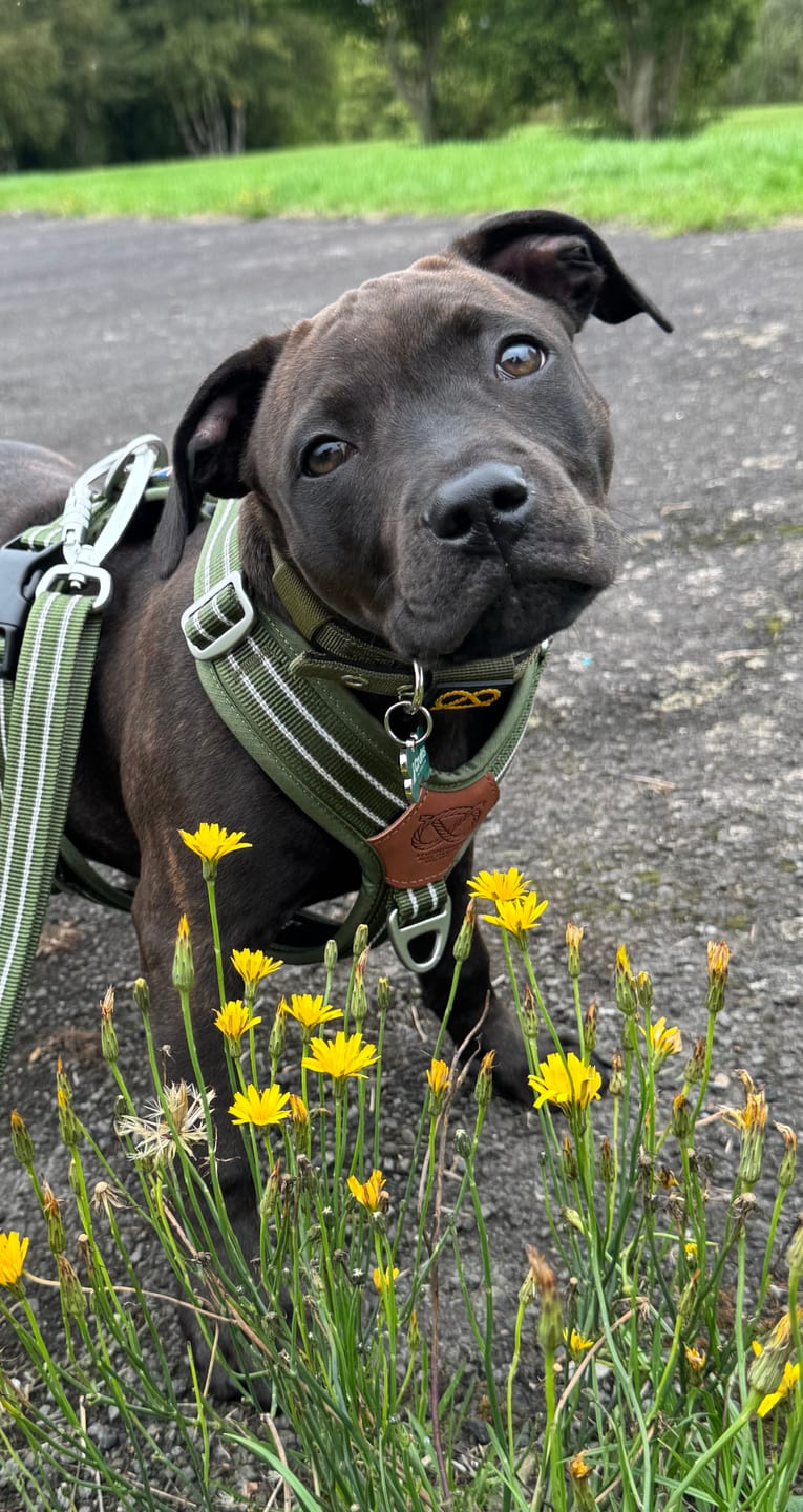 Customer photo review of Staffordshire Bull Terrier 1935® Harness & Leash Set - Green