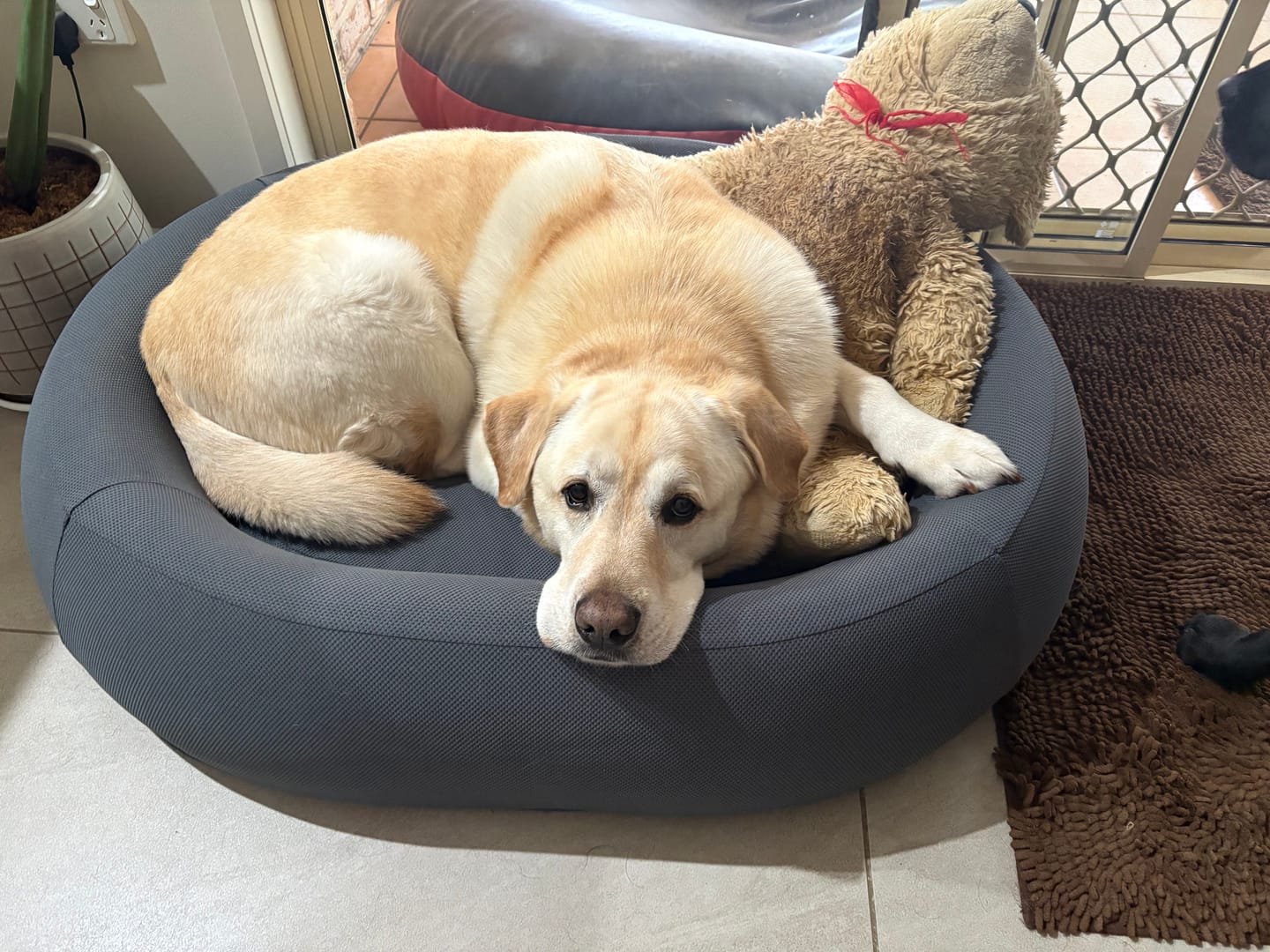 Customer photo review of Brooklyn® Nest Spare Covers