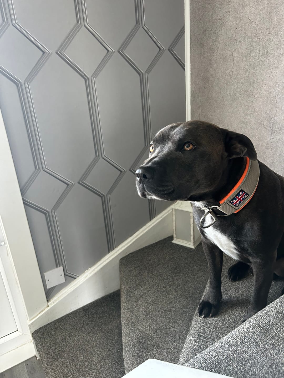 Customer photo review of Staffordshire Bull Terrier 1935® Martingale Collar - Stitch Edition - Green & Neon Orange
