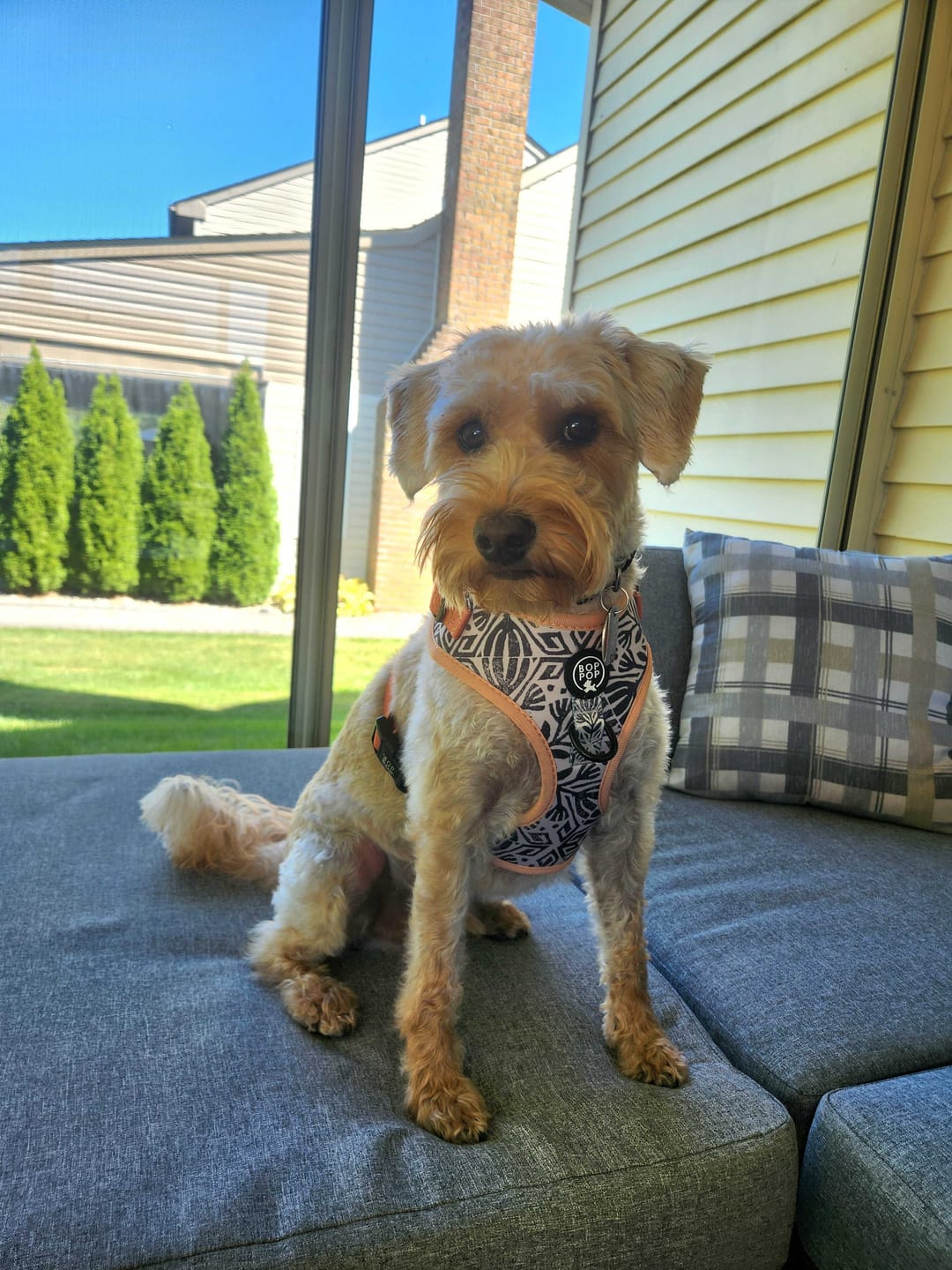 Customer photo review of Soft Dog Harness | TIERRA LUNA Black Tan Moroccan Desert Style