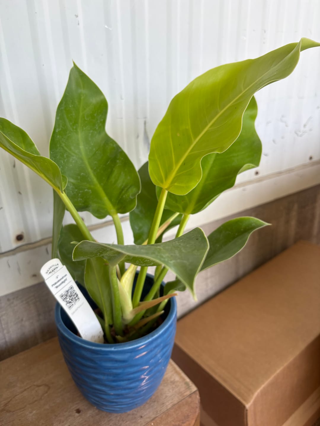 Customer photo review of Philodendron 'Moonlight'