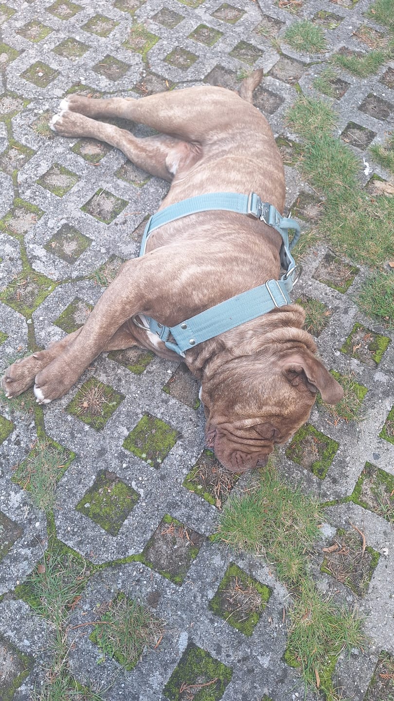Customer photo review of Easy Walk Extreme Rose Pastel Green - Sele med snabbspänne