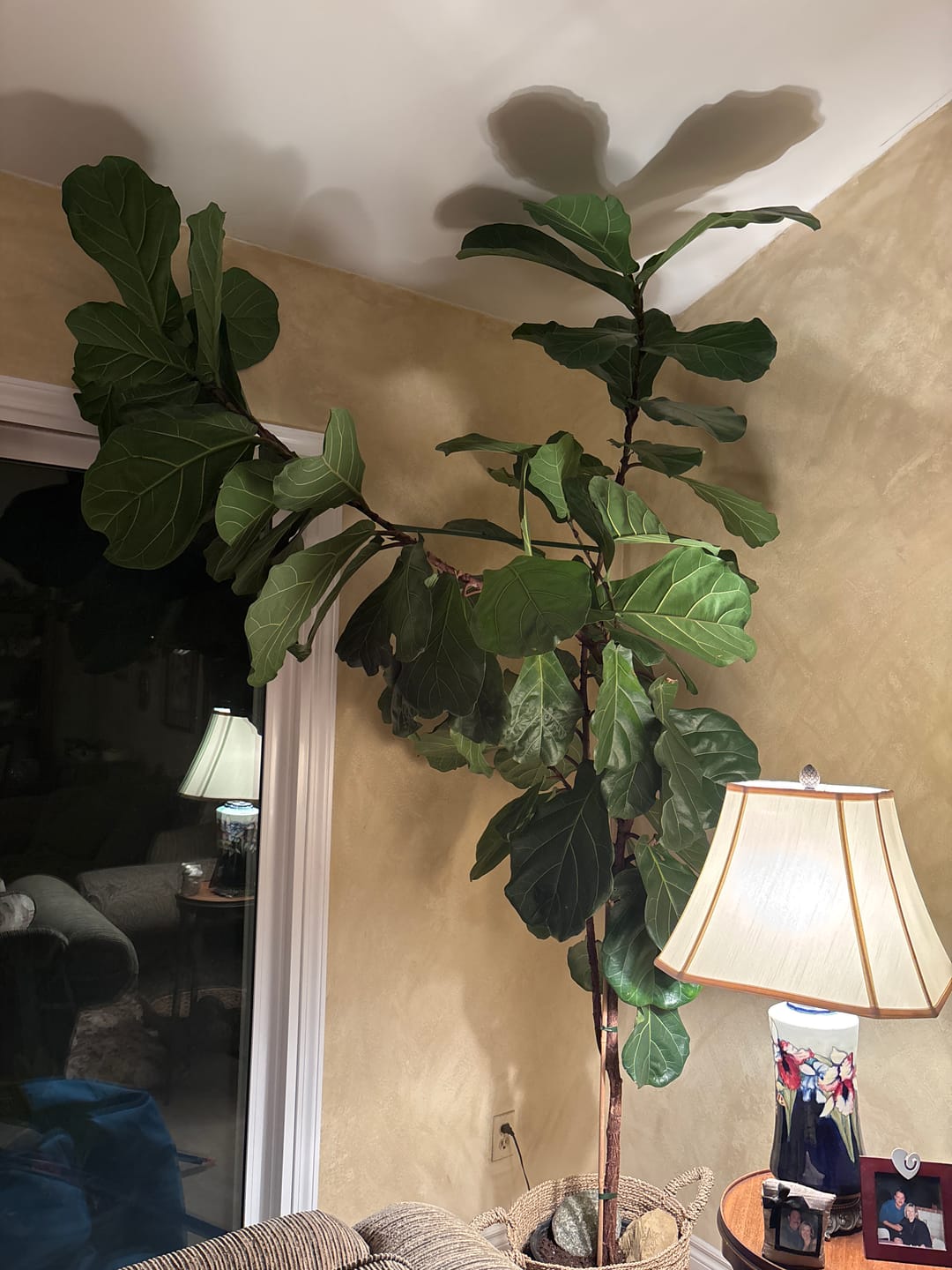 Customer photo review of Leaf Cleanse