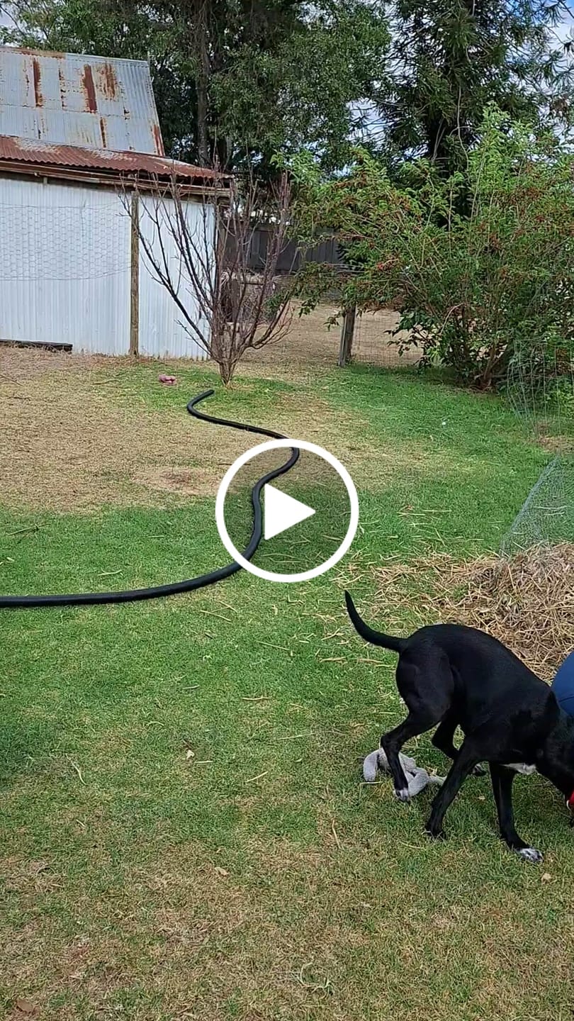 Customer video review of Herding Ball