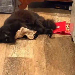 Customer photo review of Sollievo Dallo Stress Giocattolo Masticabile Catnip Organico