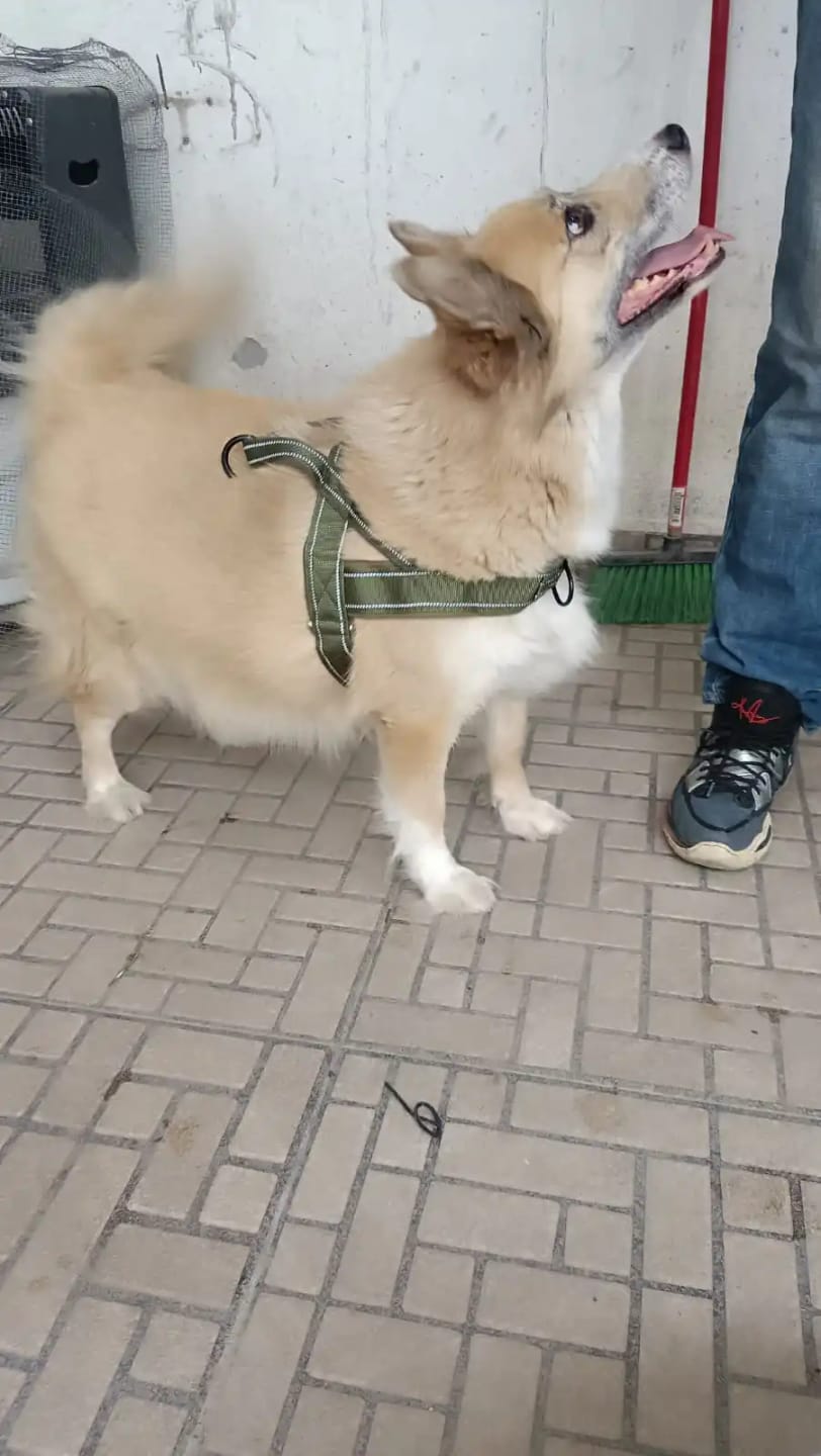 Customer photo review of Harnais anti-traction pour chien - KANINE