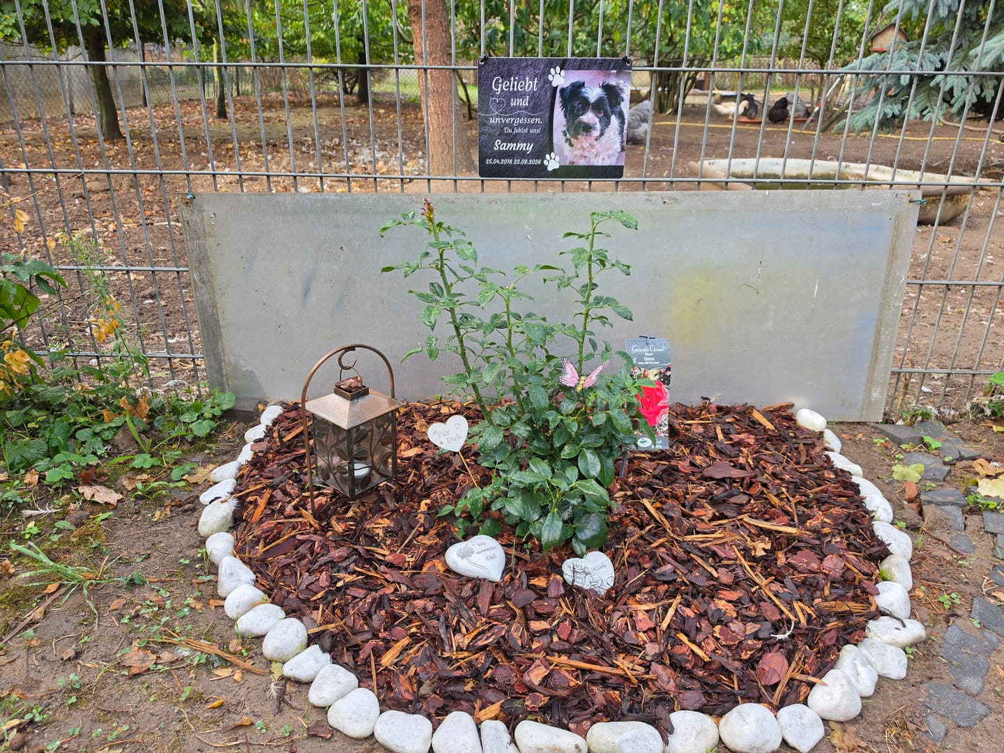 Customer photo review of Hunde Gedenktafel mit Foto & Spruch (UV- & Wetterfest)