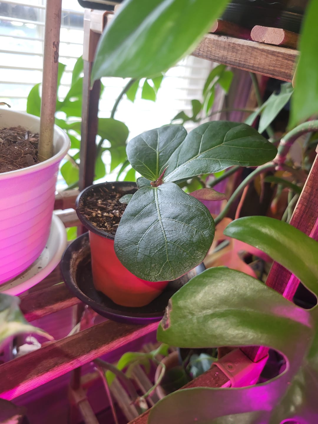 Customer photo review of Fiddle Leaf Fig Live Ficus Lyrata Tree in 2" Grow Pot ( Single Plant )