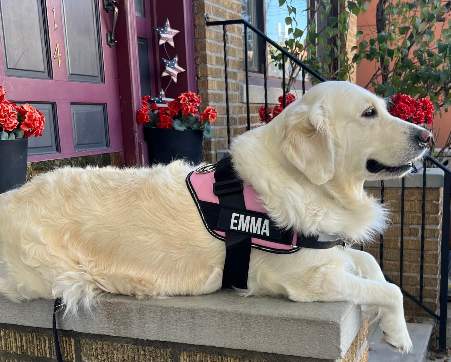Customer photo review of Dogshood ™ No Pull Harness