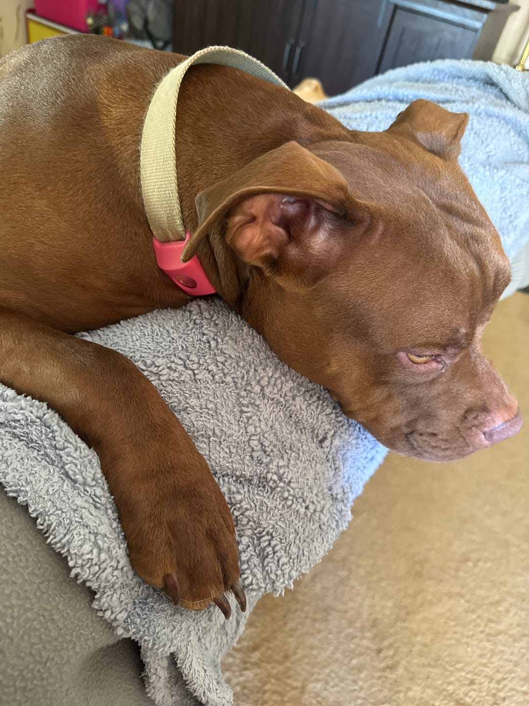 Customer photo review of FurLife™ 12 Months Flea and Tick Free