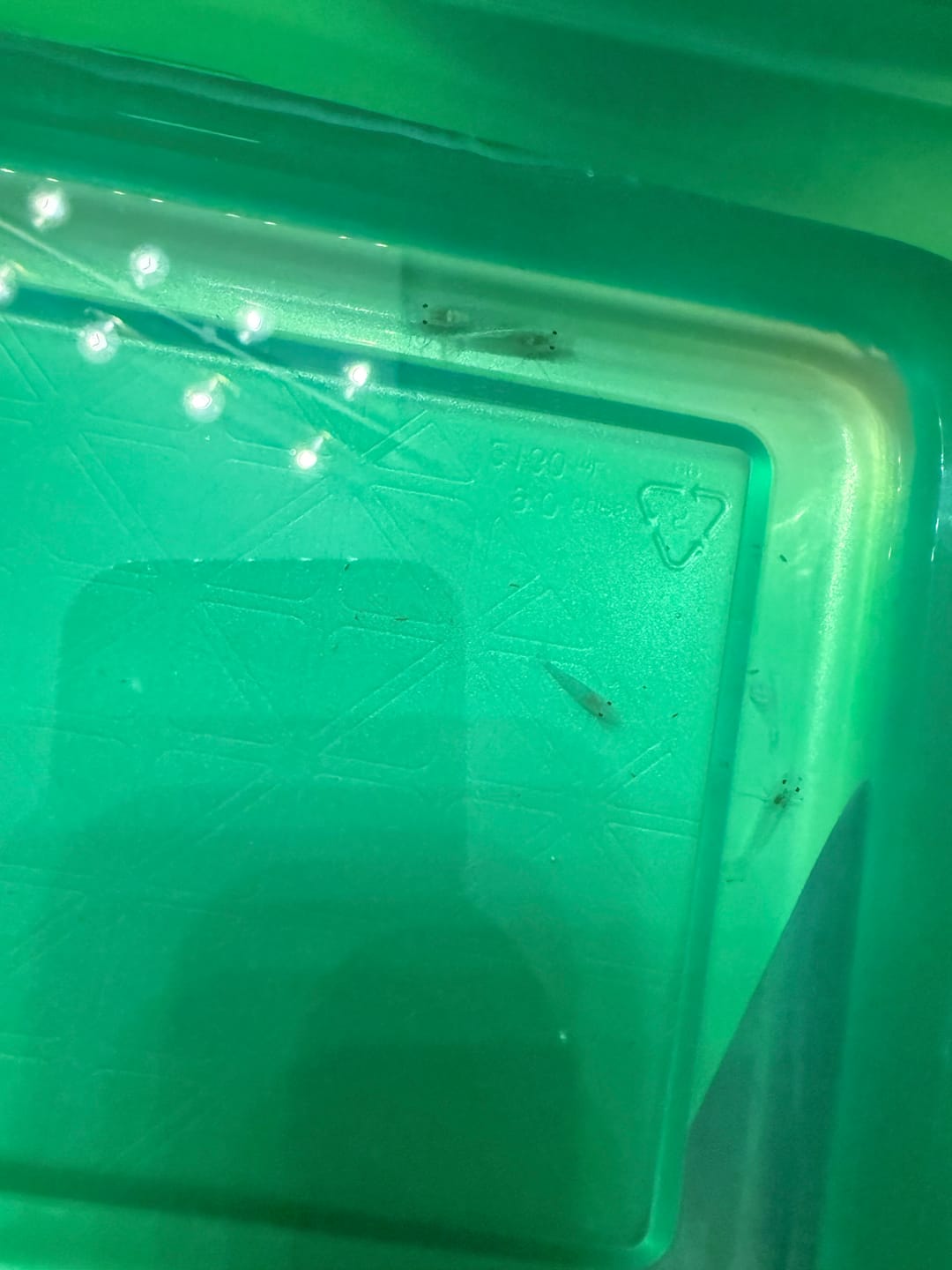 Customer photo review of Snowball Shrimp