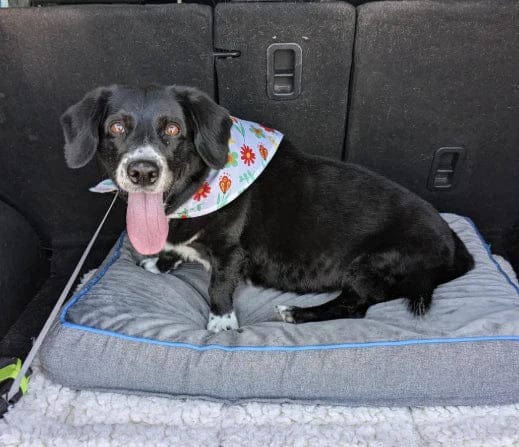 Customer photo review of Pawbooster | Spine & Disc Powder