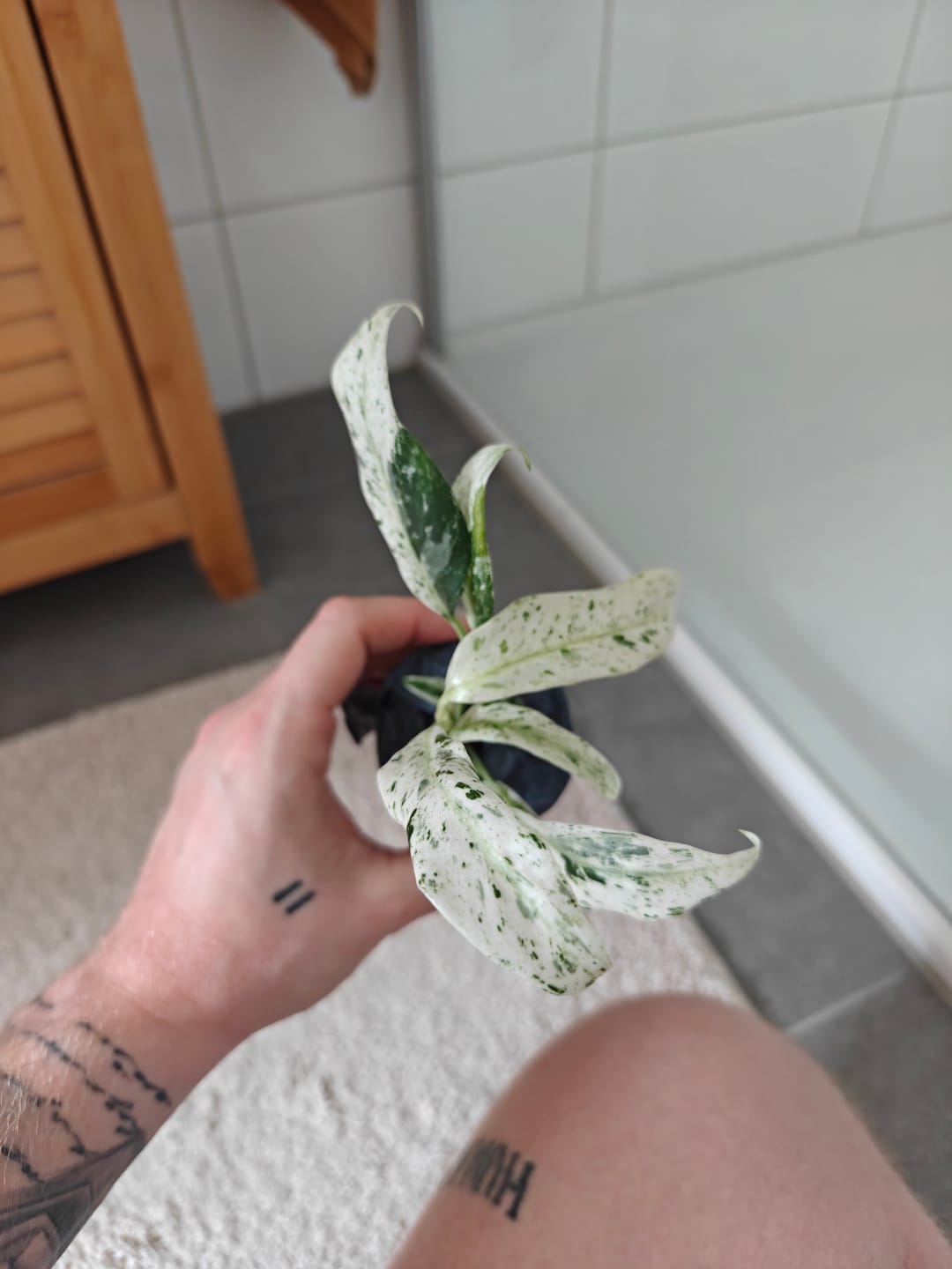 Customer photo review of EPIPREMNUM GIGANTEUM VARIEGATA