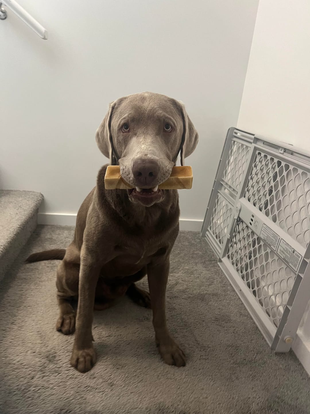 Customer photo review of Himalayan Yak Chew (MEGA)