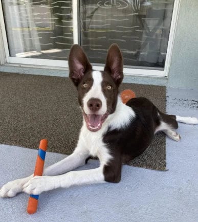 Customer photo review of Pawbooster | Spine & Disc Powder