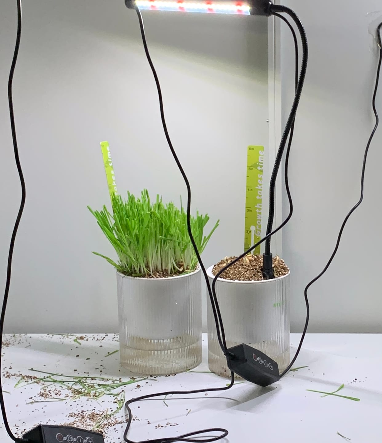 Customer photo review of Michu All-in-One Soil-Free Cat Grass Grow Kit - Made In USA