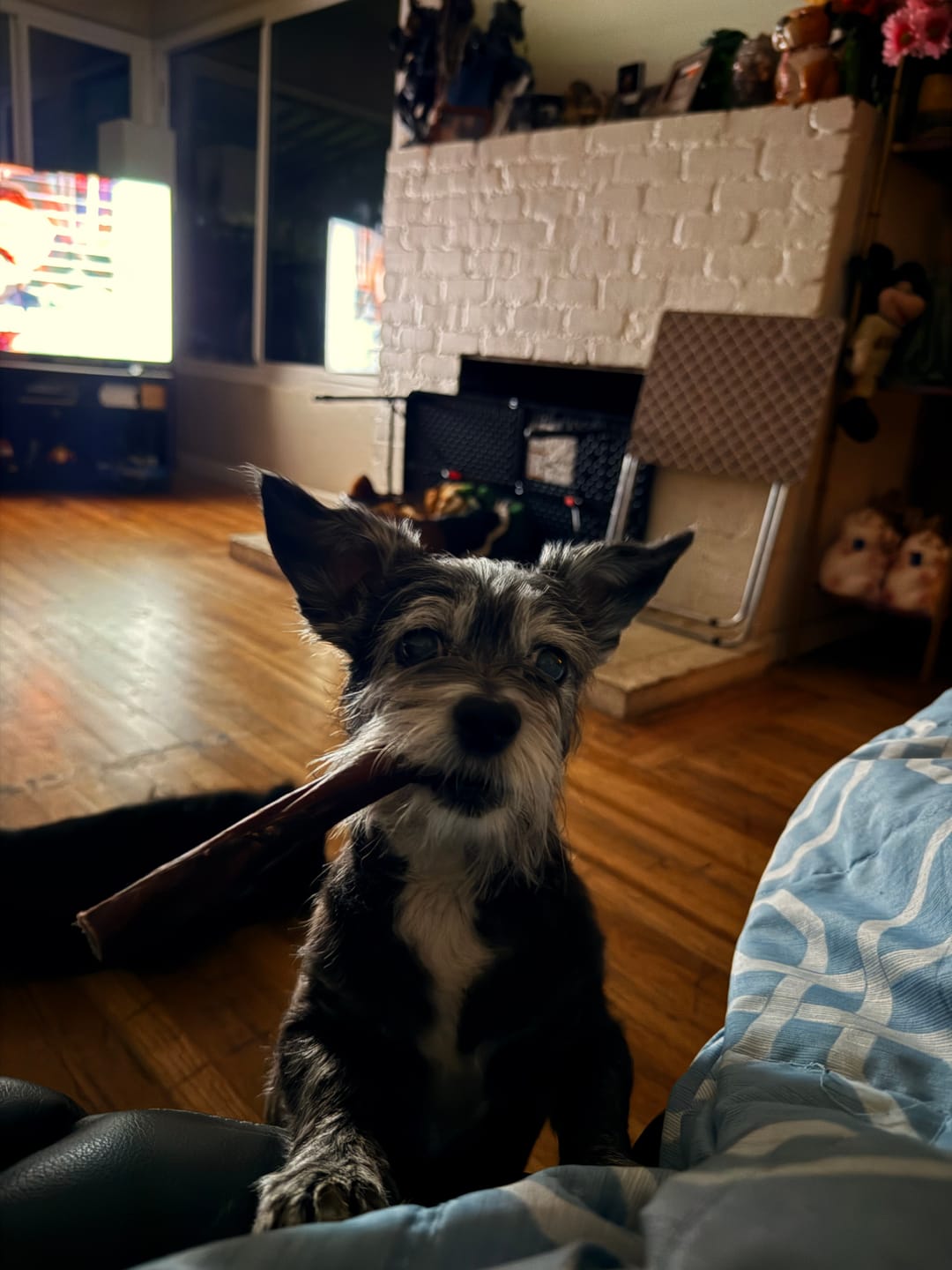 Customer photo review of 5-6 Inch Champion Chew
